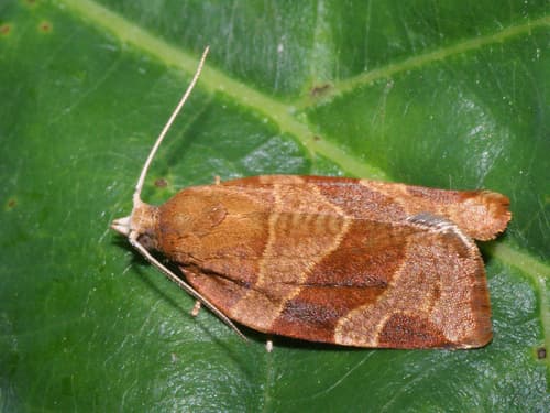 White-faced Tortrix