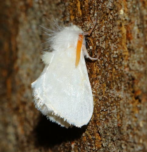 White Flannel Moth