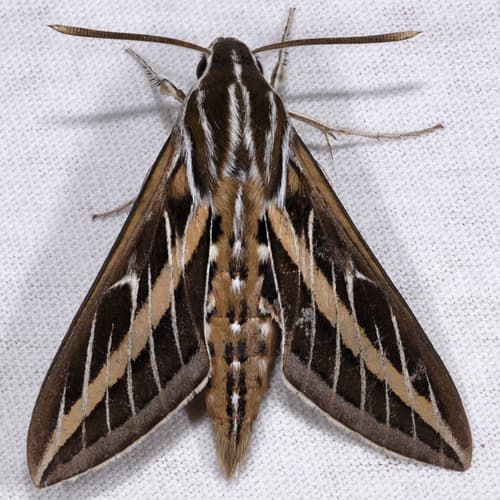 White-lined Sphinx