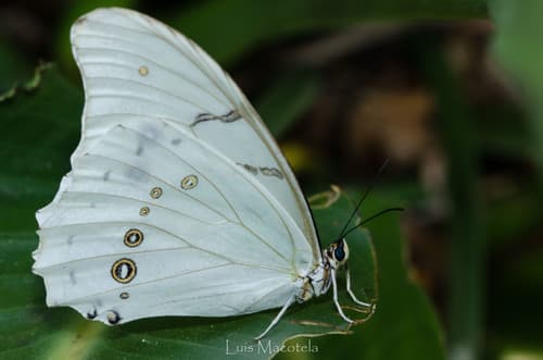 White Morpho