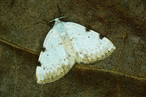 White-pinion Spotted