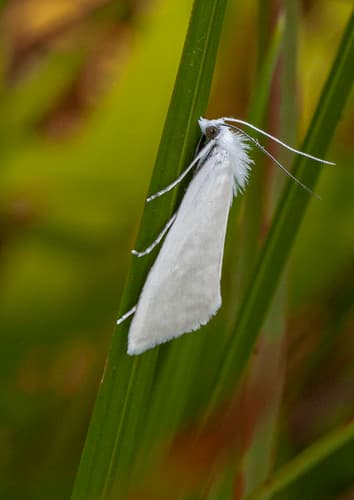White Rush Moth