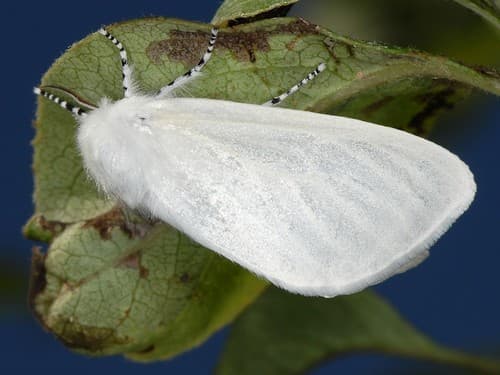 White Satin Moth