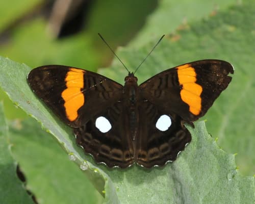 White-spot Sister