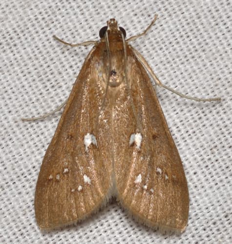 White-spotted Brown