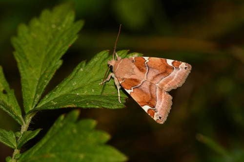 White-spotted Pinion