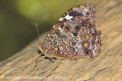 White-spotted Satyr