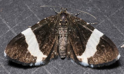White-striped Black