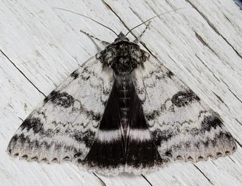 White Underwing