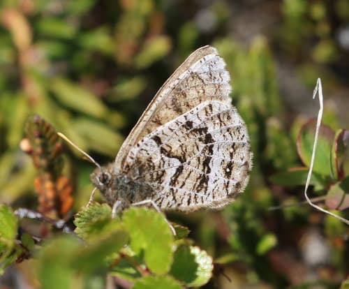 White-veined Arctic