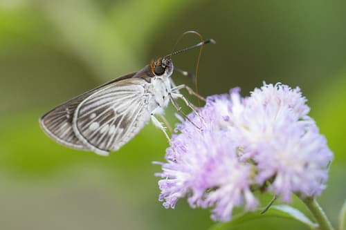White-veined Skipper