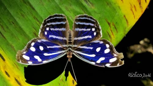 Whitened Bluewing