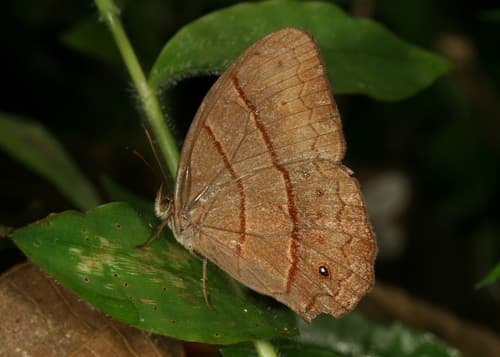 Wide-bordered Satyr