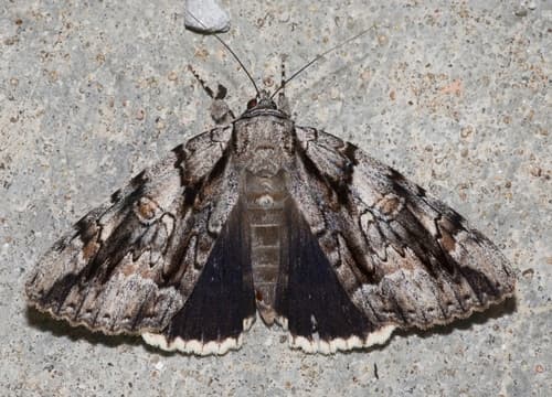 Widow Underwing