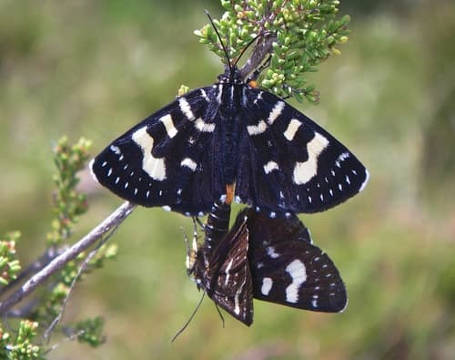 Willow-herb Day-moth