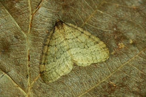 Winter Moth