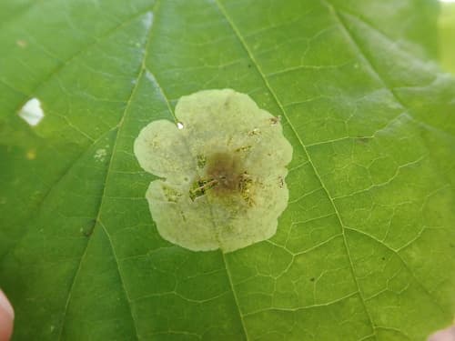 Witchhazel Leafminer