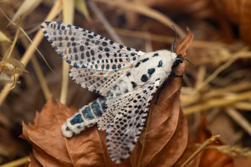 Wood Leopard Moth