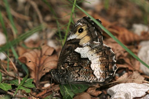 Woodland Grayling