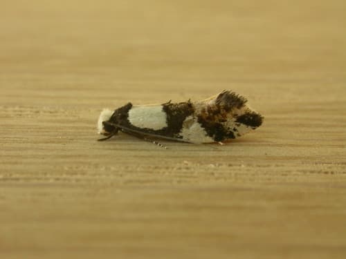 Wool Moth
