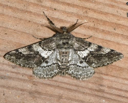 Woolly Gray Moth