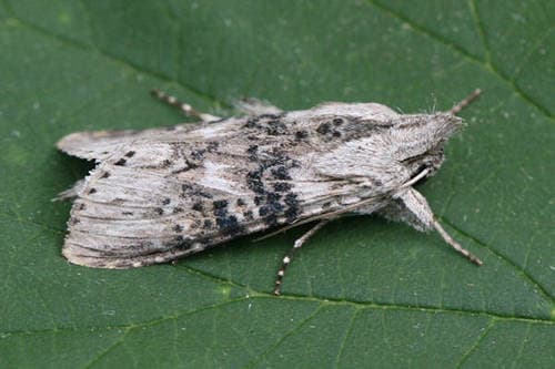 Wormwood Moth