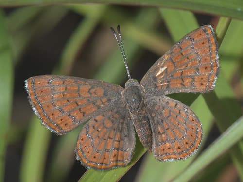 Wright's Metalmark