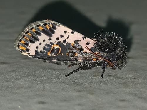 Spanish Moth