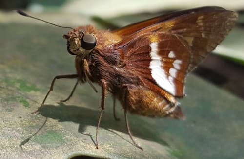 Orchamus Skipper