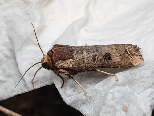 Broad-bordered Brindle
