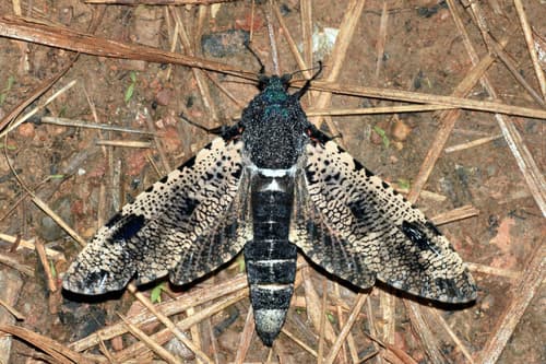 Giant Wood Moth