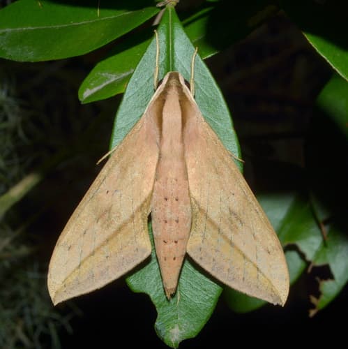 Anubis sphinx moth