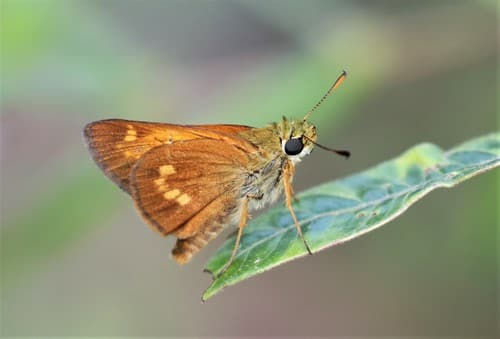 Yehl Skipper