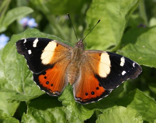 Yellow Admiral