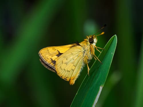 Yellow-banded Dart
