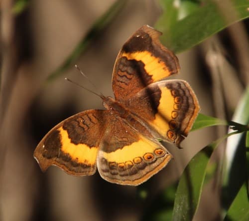 Yellow-banded Pansy