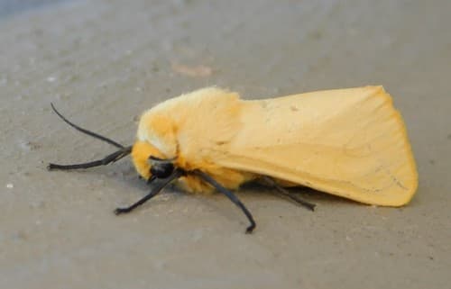 Yellow Ermine