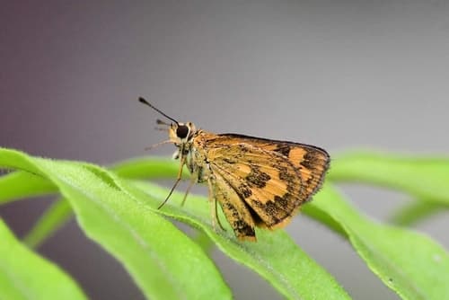Yellow Grass Dart