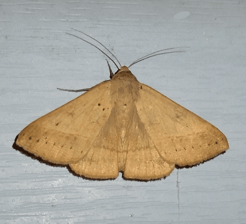 Yellow Mocis Moth
