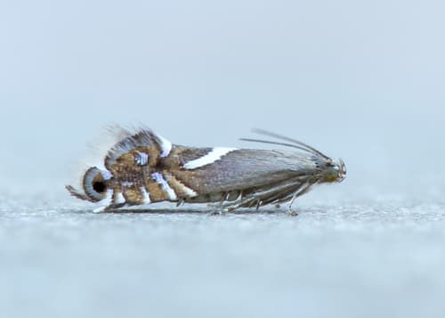 Yellow Nutsedge Moth