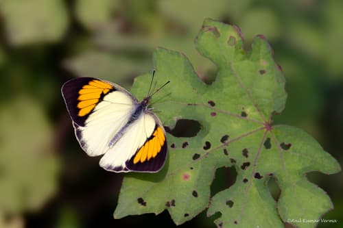 Yellow Orange Tip