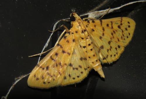Yellow Peach Moth