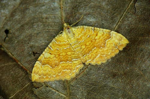 Yellow Shell Moth
