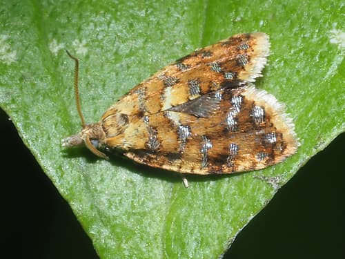 Yellow-spot Tortrix