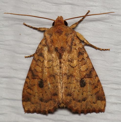 Yellow Three-Spot