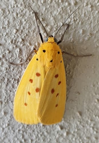 Yellow Tiger Moth