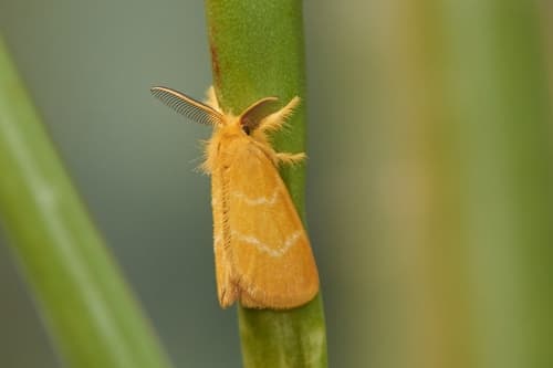 Yellow Tussock
