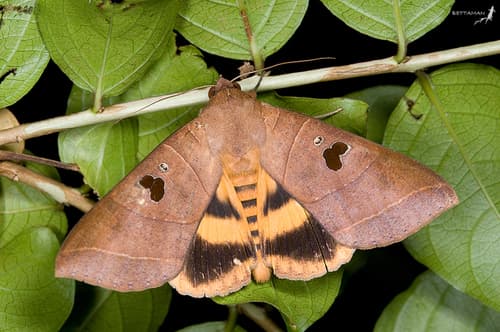 Yellow Underwing