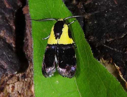 Yellow-vested Moth
