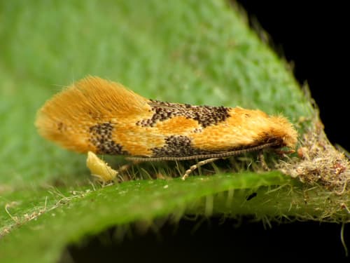 Yellow Wave Moth